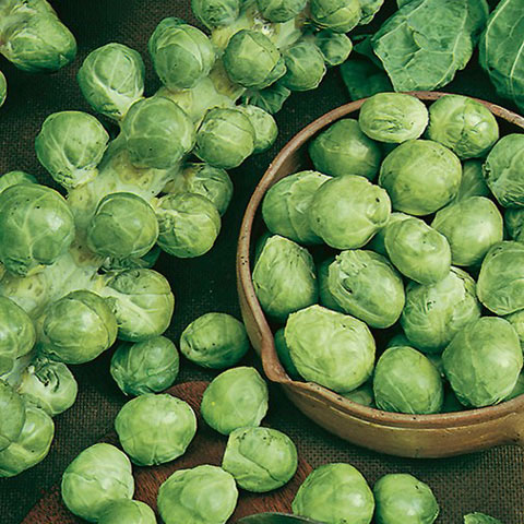 SEMILLA COL DE BRUSELAS BOLSA
