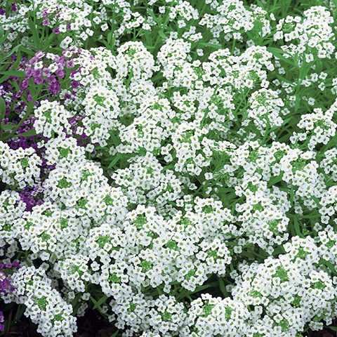 SEMILLA ALISO TAPIZ DE NIEVE BOLSA