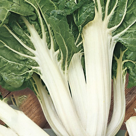 SEMILLA ACELGA BOLSA