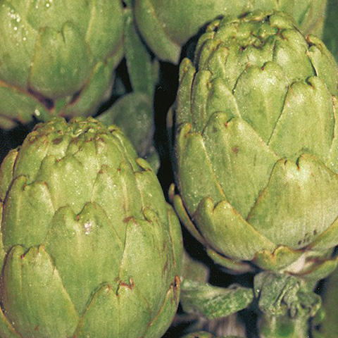 SEMILLA ALCACHOFA VERDE BLOBO BOLSA
