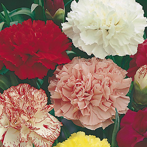 SEMILLA CLAVEL BOLSA