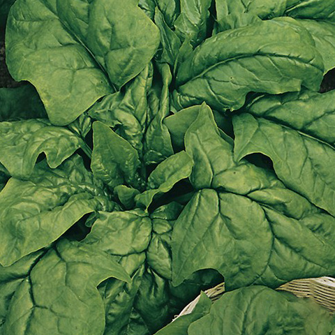 SEMILLA ESPINACA BOLSA