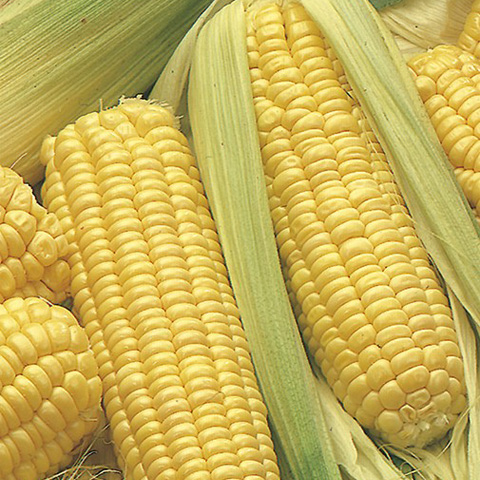 SEMILLA MAIZ DULCE GOLDEM BATAM BOLSA