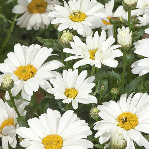 SEMILLA MARGARITA REINA MAYO BOLSA