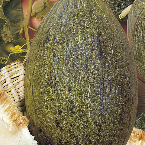 SEMILLA MELON BOLSA