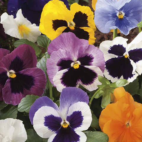 SEMILLA PENSAMIENTO GIGANTE VARIADO BOLSA