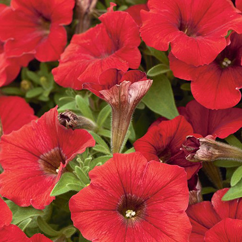 SEMILLA PETUNIA COMPACTA BOLSA