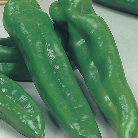 SEMILLA PIMIENTO DULCE ITALIANO BOLSA