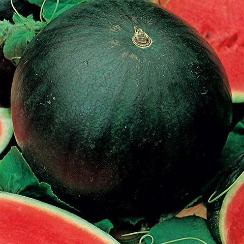 SEMILLA SANDIA BOLSA