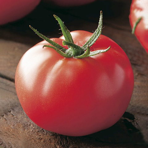 SEMILLA TOMATE BOLSA