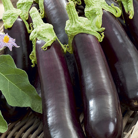 SEMILLA BERENJENA BOLSA