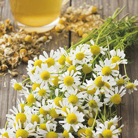 SEMILLA MANZANILLA BOLSA