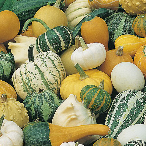 SEMILLA CALABACITAS ADORNO BOLSA