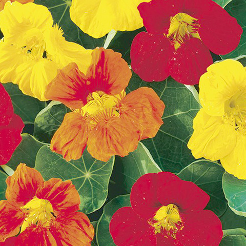 SEMILLA CAPUCHINA TREPADORA BOLSA