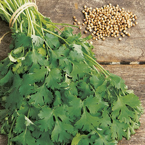 SEMILLA CILANTRO BOLSA