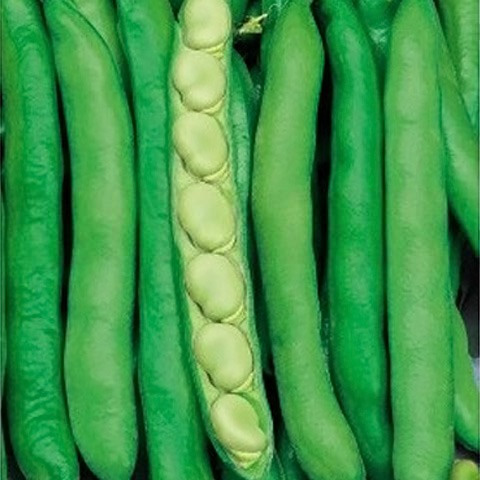 SEMILLA HABAS SUPER AGUA DULCE CAJA