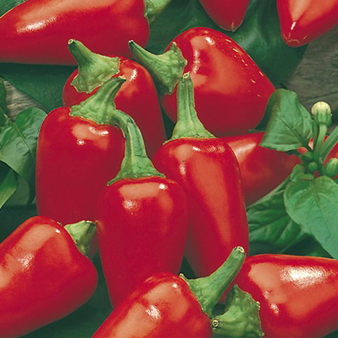 SEMILLA PIMIENTO DEL PIQUILLO BOLSA