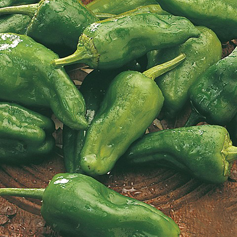 SEMILLA PIMIENTO DE PADRON BOLSA