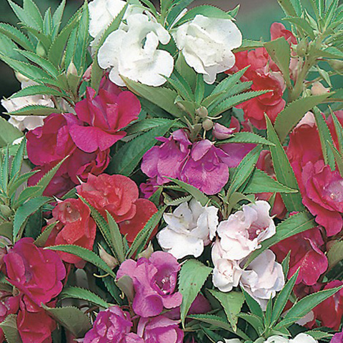 SEMILLA BALSAMINA FLOR DE CAMELIA BOLSA