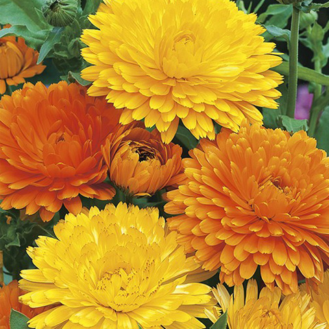 SEMILLA CALENDULA GIGANTE VARIADA BOLSA