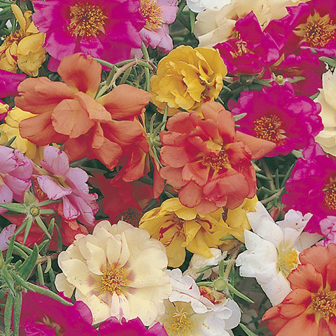 SEMILLA PORTULACA DOBLE BOLSA