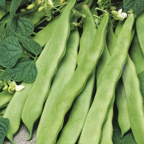 SEMILLA JUDIAS VERDES