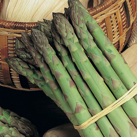 SEMILLA ESPARRAGO ALGENTEUIL BOLSA