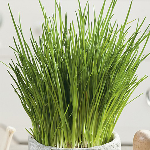 SEMILLA CEBOLLINO BOLSA