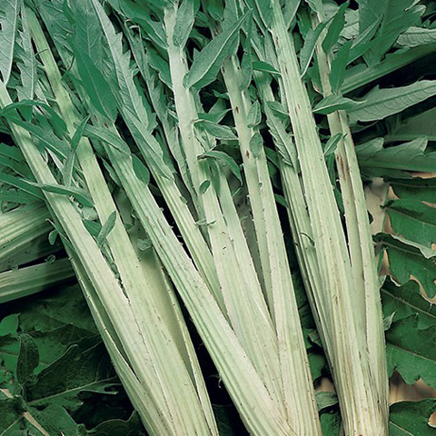 SEMILLA CARDO BLANCO LLENO MEJORADO BOLSA