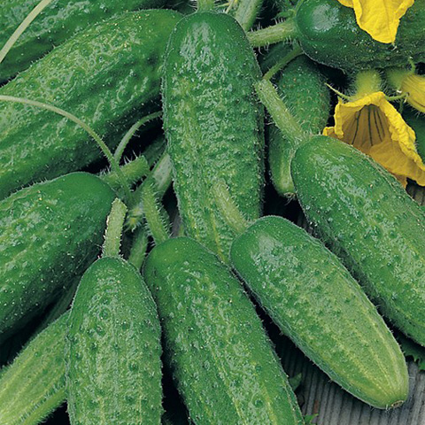 SEMILLA PEPINILLO CORNICHON DE PARIS BOLSA