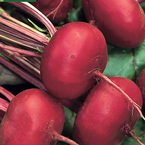 SEMILLA REMOLACHITA DE EGIPTO BOLSA