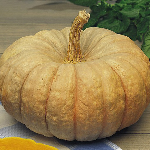 SEMILLA CALABAZA BOLSA