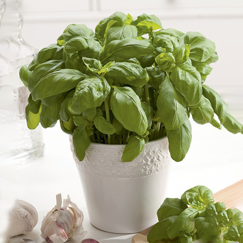 SEMILLA ALBAHACA BOLSA